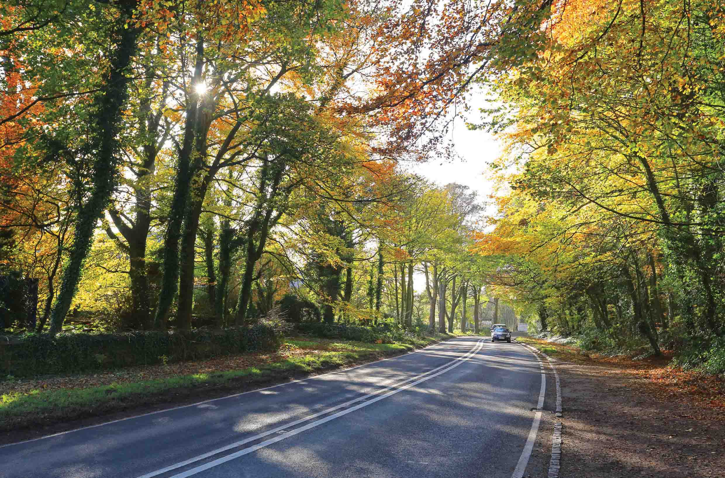 It may look beautiful but just how safe is it? road through the woods
