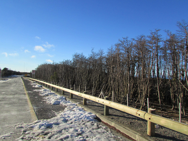 Tertu T18 barriers: beauty and strength from French Douglas fir Tertu-Chile 650.jpg