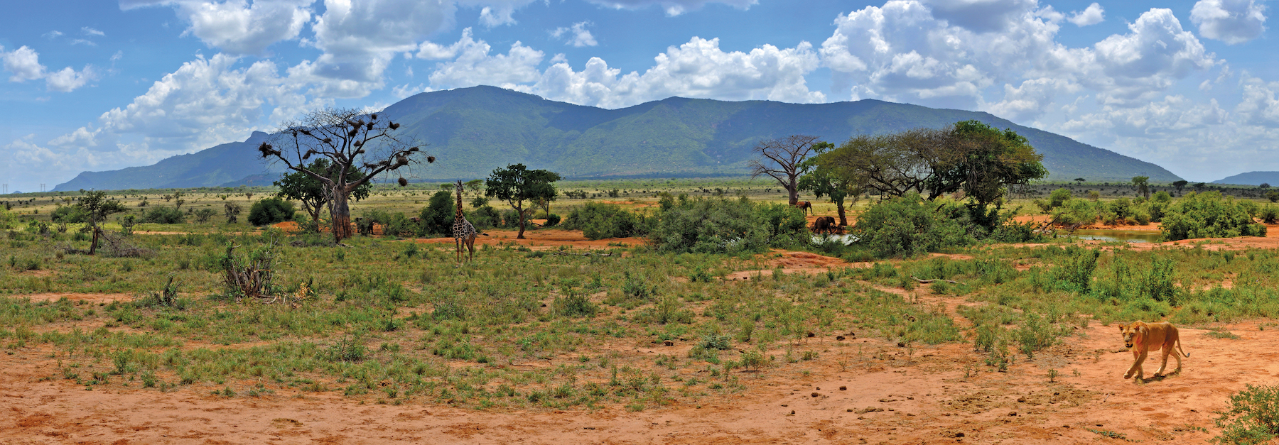 Kenya and Tanzania face challenges on key road projects because of the expansive national parks that cut across huge swathes of land Kenya and Tanzania face challenges on key road projects