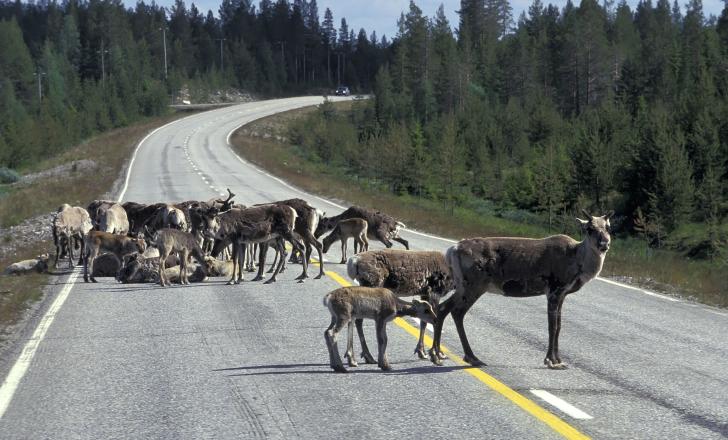 A reindeer jam in Finland: the Porokello app lets drivers know ahead of time (photo credit VisitFinland) Reindeers road (photo credit VisitFinland)