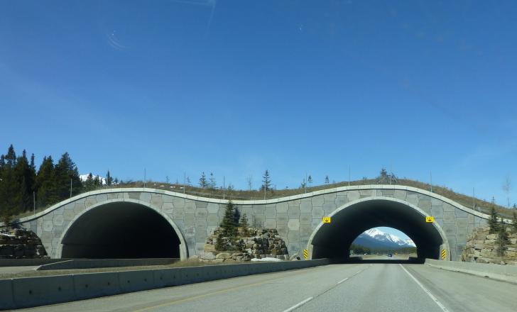 The latest overpass will be similar to other overpasses within Banff National Park (image courtesy David Arminas)