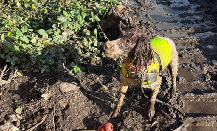 Two legs good, four legs better: Sniffer pooch Nica finds hidden patches of Japanese knotweed, a problem weed that can grow more than 2m high (image courtesy National Highways)