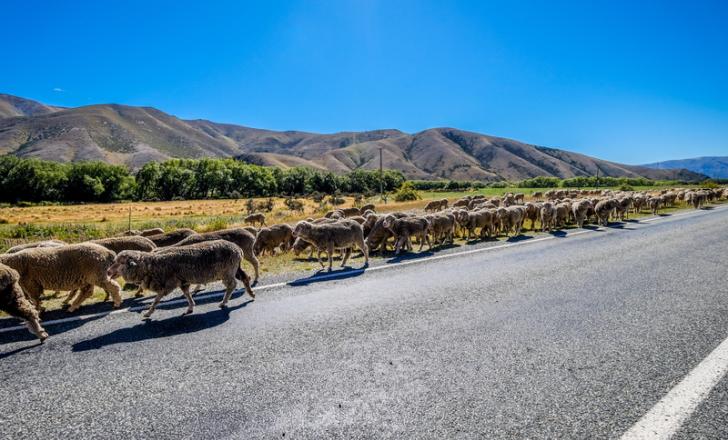 The march towards more toll roads in New Zealand? (© Yanyanyan881/Dreamstime)